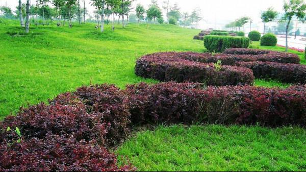 新建居住绿地率不低于30%《重庆市城市园林绿化条例》明年3月1日起